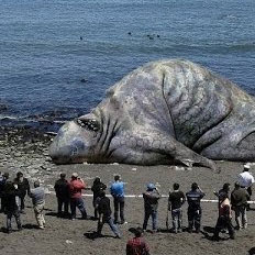 Sea Monster is Real, Say Icelanders with Ulterior Motives
